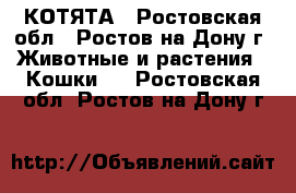 КОТЯТА - Ростовская обл., Ростов-на-Дону г. Животные и растения » Кошки   . Ростовская обл.,Ростов-на-Дону г.